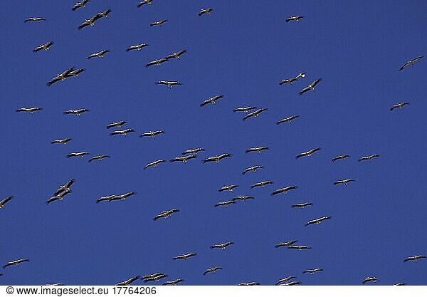 Weißstorch  Weißstörche (Ciconia ciconia)  Weisstorch  Weisstörche  Storch  Tiere  Vögel  White Stork Migrating (S)
