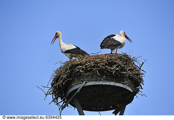 Weißstorchenpaar (Ciconia ciconia) im Nest gegen blauen Himmel,  Kuhlrade,  Mecklenburg-Vorpommern,  Deutschland,  Europa