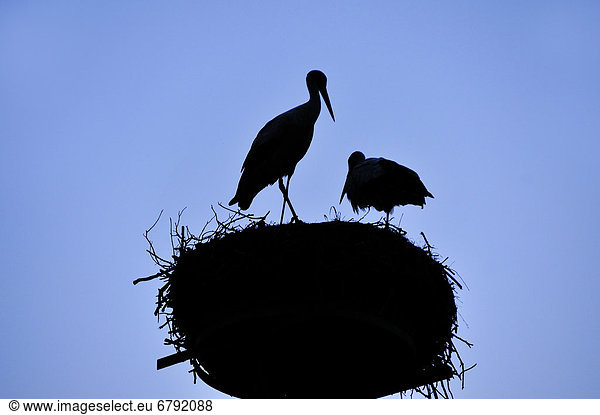 Weißstorchenpaar (Ciconia ciconia) als Silhouette im Nest gegen blauen Himmel Kuhlrade Mecklenburg-Vorpommern Deutschland Europa