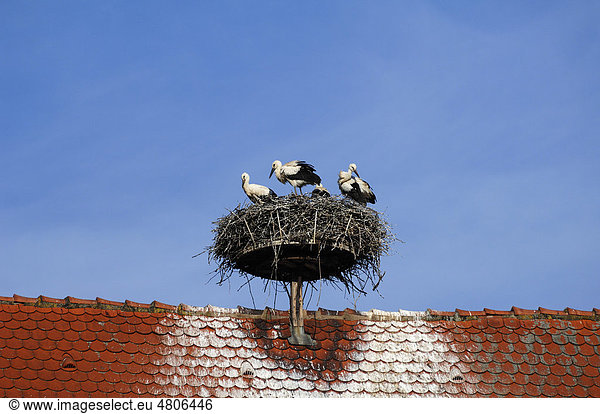 Weißstorchfamilie (Ciconia ciconia) in ihrem Nest auf einem Dach  Grand'Rue  RibeauvillÈ  Elsass  Frankreich  Europa