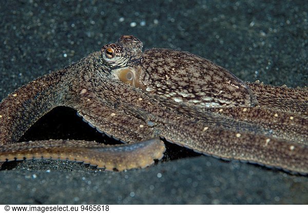 Lembeh Insgesamt 13376 Bilder Seite 14 Bei Imageselect Stock Fotos Und Microstock Bilder