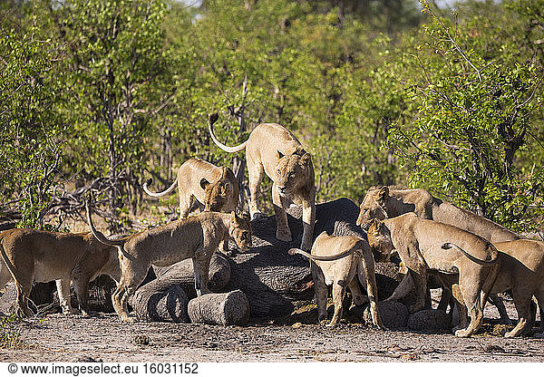 Weibliche Löwen  die sich von einem toten Elefantenkadaver ernähren.