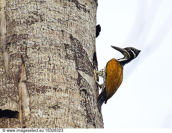 Weiblicher Buff-spotted Flameback  Chrysocolaptes Lucidus