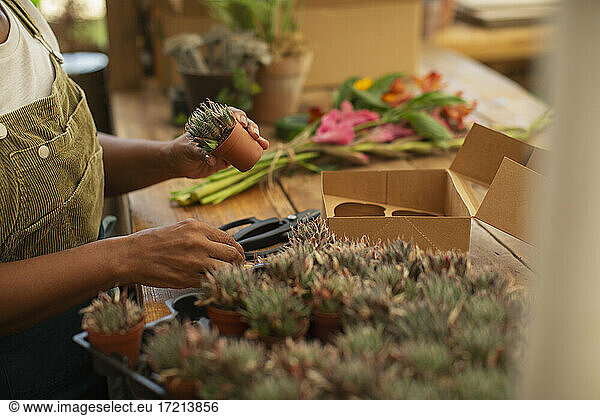Weiblicher Florist mit winzigen sukkulenten Pflanzen im Blumenladen