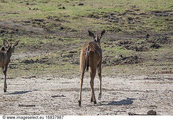 Weiblicher Großer Kudu (Tragelaphus strepsiceros). Chobe National Park  Botswana  Afrika.