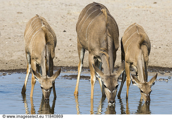 Weiblicher Großer Kudu und Jungtier (Tragelaphus strepsiceros) beim Trinken am Wasserloch Botsuana Afrika