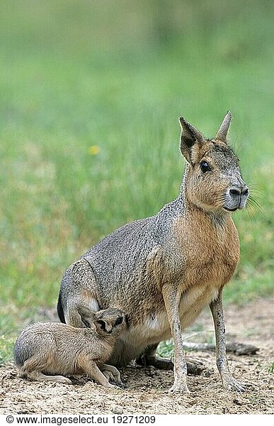 Weiblicher Großer Pampashase (Dolichotis patagonum) säugt ein Jungtier (Großer Mara) (Pampashase)  Female Patagonian Hare with suckling pup (Patagonian Mara) (Dillaby)