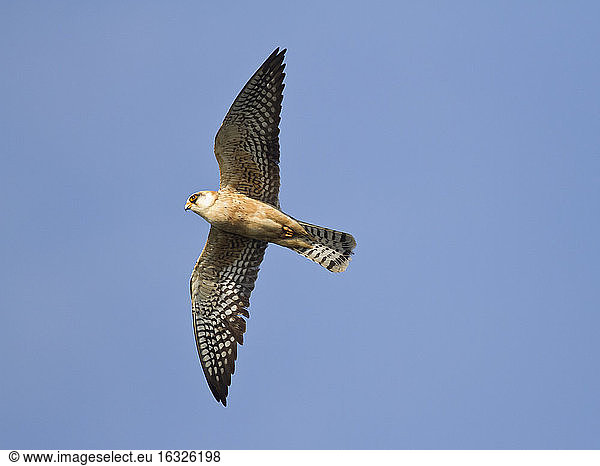 Weiblicher Rotfußfalke  Falco vespertinus  im Flug