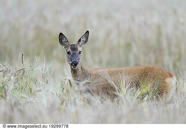 Weibliches Reh (Capreolus capreolus) in der Blattzeit in einem Gerstenfeld (Hordeum vulgare) (Europaeisches Reh) (Rehe)  Female Roe Deer in a Barley Field (European Roe Deer) (Western Roe Deer)
