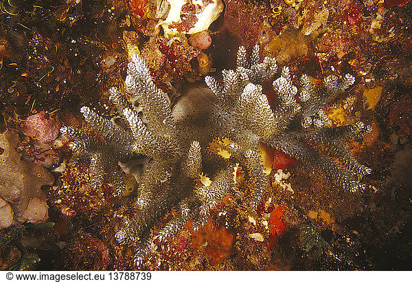 Weichkoralle (Capnella sp.)  Kolonie  mit zum Teil ausgebreiteten Polypen zur Nahrungsaufnahme. Känguru-Insel  Südaustralien