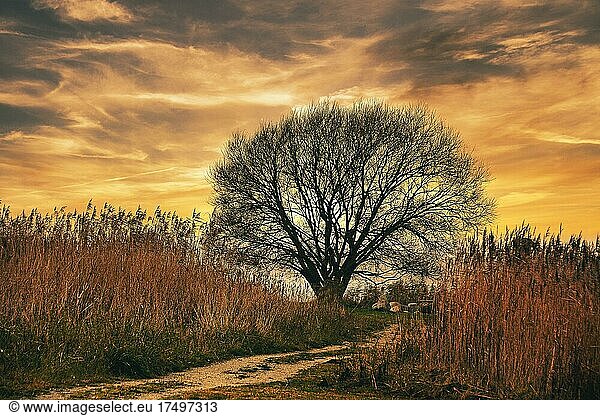 Weide (Salix) ohne Laub an der Schlei im Sonnenuntergang  Schleswig-Holstein  Deutschland  Europa