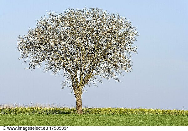 Weide (Salix) Solitärbaum am Rapsfeld (Brassica napus) blauer Himmel Nordrhein-Westfalen Deutschland Europa