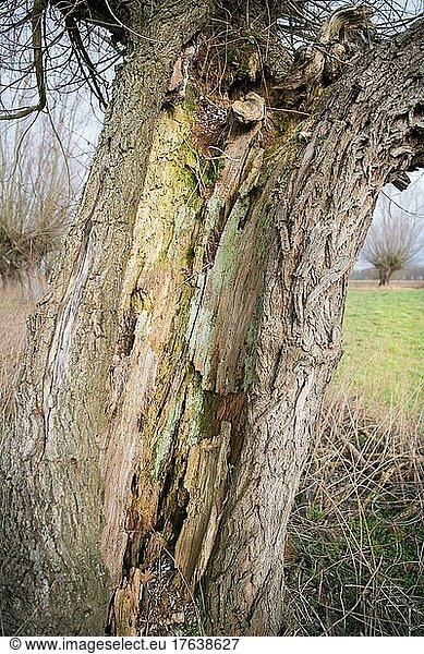 Weiden (Salix)  alte Kopfweide mit reichlich Totholzstrukturen als Ort der Artenvielfalt  Naturschutz  Düsseldorf  Deutschland  Europa