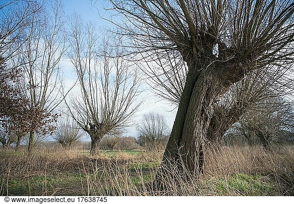 Weiden (Salix)  alte Kopfweide mit reichlich Totholzstrukturen als Ort der Artenvielfalt  Naturschutz  Düsseldorf  Deutschland  Europa