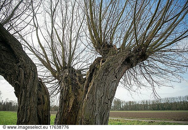 Weiden (Salix)  alte Kopfweide mit reichlich Totholzstrukturen als Ort der Artenvielfalt  Naturschutz  Düsseldorf  Deutschland  Europa