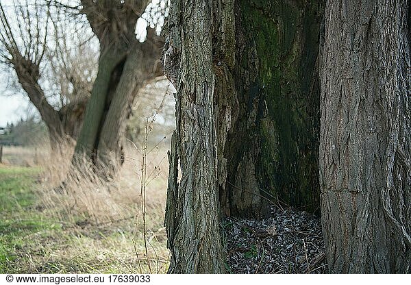 Weiden (Salix)  alte Kopfweide mit reichlich Totholzstrukturen als Ort der Artenvielfalt  Naturschutz  Düsseldorf  Deutschland  Europa