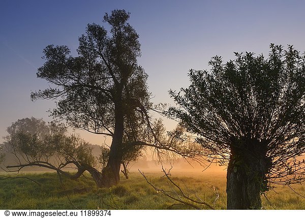 Weiden (Salix) bei Sonnenaufgang Aggeraue Wahner Heide Nordrhein-Westfalen Deutschland Europa