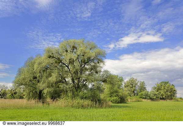 Weiden (Salix sp.) mit Misteln (Viscum sp.)  Baden-Württemberg  Deutschland  Europa