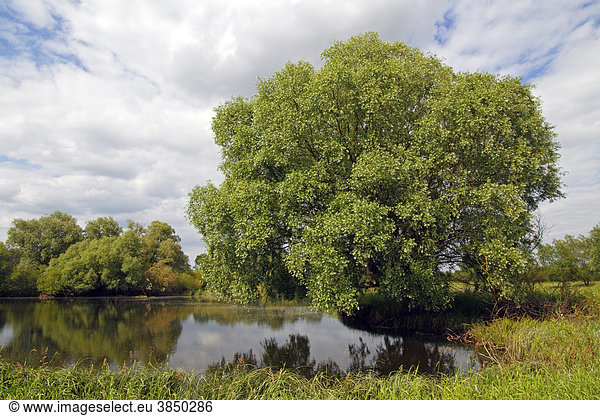 Weiden  Silberweiden (Salix alba) am Fluss Sude  Naturpark Mecklenburgisches Elbtal  UNESCO Biosphärenreservat Flusslandschaft Elbe  Mecklenburg-Vorpommern  Deutschland  Europa