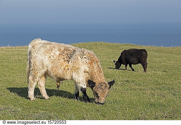 Weidende Rinder auf Oberland  Helgoland  Schleswig-Holstein  Deutschland  Europa