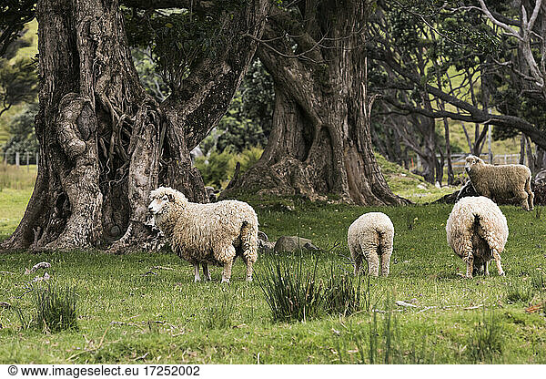 Weidende Schafe im Coromandel Forest Park