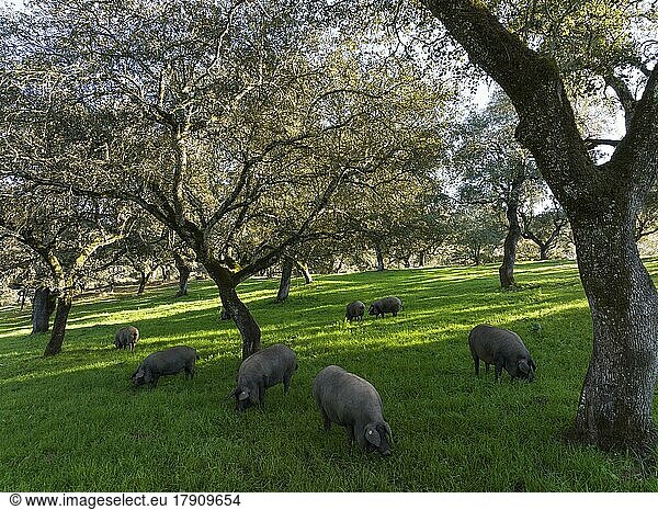 Weidende Schweine und Steineichen (Quercus ilex) in der Sierra de Aracena  Luftbild  Drohnenaufnahme  Provinz Huelva  Andalusien  Spanien  Europa