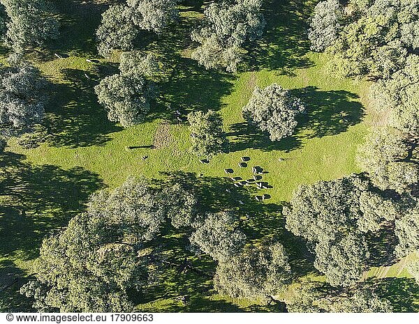 Weidende Schweine und Steineichen (Quercus ilex) in der Sierra de Aracena  Luftbild  Drohnenaufnahme  Provinz Huelva  Andalusien  Spanien  Europa