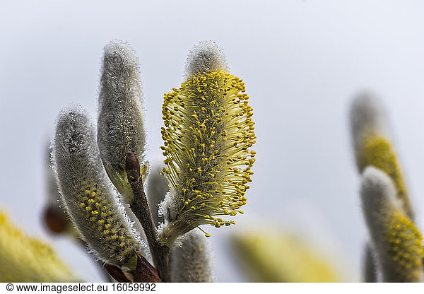 Weidenkätzchen blühen im Februar im Lewis and Clark National Historical Park; Astoria  Oregon  Vereinigte Staaten von Amerika