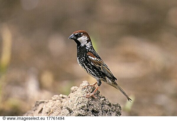 Weidensperling  Weidensperlinge (Passer hispaniolensis)  Singvögel  Tiere  Vögel  Webervögel  Spanish Sparrow adult male  perched on soil  Bulgaria