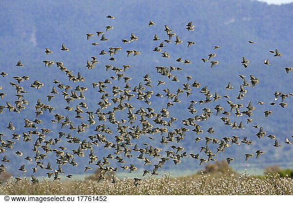 Weidensperling  Weidensperlinge (Passer hispaniolensis)  Singvögel  Tiere  Vögel  Webervögel  Spanish Sparrow flock in flight