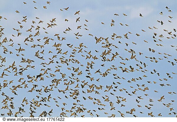 Weidensperling  Weidensperlinge (Passer hispaniolensis)  Singvögel  Tiere  Vögel  Webervögel  Spanish Sparrow winter flock  in flight  Extremadura  Spain  April