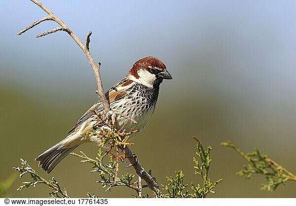Weidensperling  Weidensperlinge  Singvögel  Tiere  Vögel  Webervögel  Spanish Sparrow (Passer hispanioleusis) Male perched