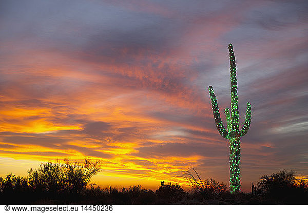 Weihnachten Suguaro in der Wüste