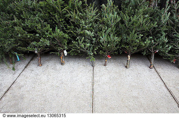 Weihnachtsbäume mit Etikett am Fußweg