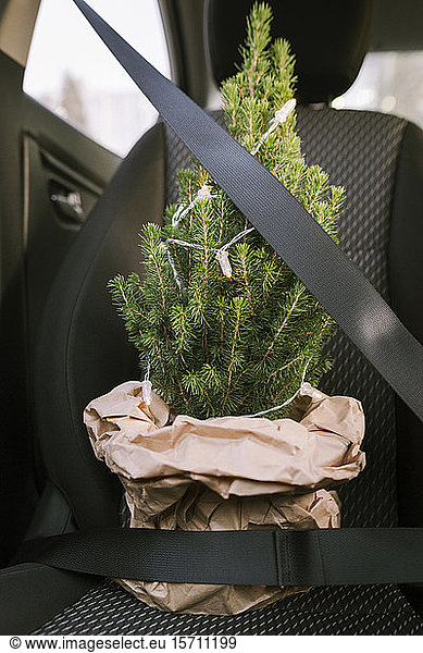 Weihnachtsbaum mit Sicherheitsgurt im Auto