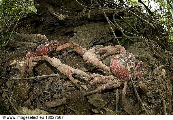 Weihnachtsinselkrabbe (Gecarcoidea natalis)  Weihnachtsinselkrabben  Landkrabbe  Andere Tiere  Krebse  Krustentiere  Tiere  Christma  Red Crab adults  fighting at burrow in forest habi  Island  Europa
