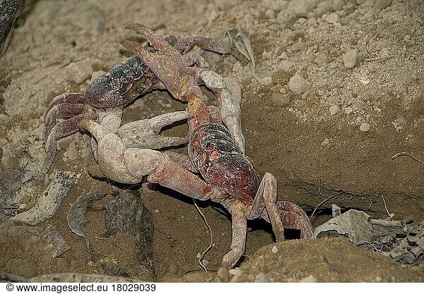 Weihnachtsinselkrabbe (Gecarcoidea natalis)  Weihnachtsinselkrabben  Landkrabbe  Andere Tiere  Krebse  Krustentiere  Tiere  Christma  Red Crab two adults  fighting at burrow entrance i  Island  Europa