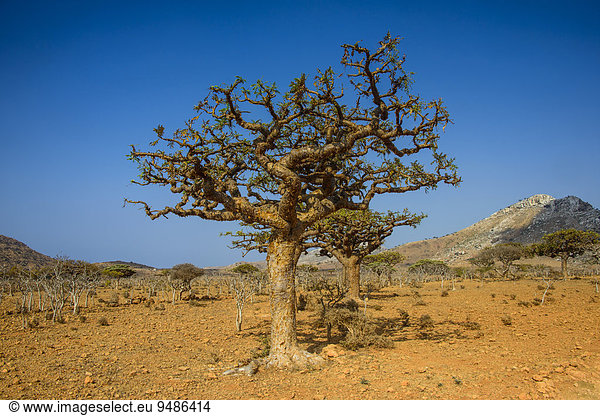 Weihrauchbäume (Boswellia elongata),  Schutzgebiet Homhil,  Insel Sokotra,  Jemen,  Asien