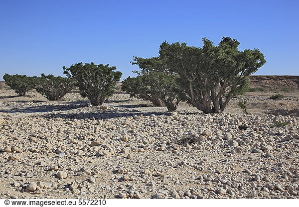 Weihrauchbäume (Boswellia sacra carterii)  Wadi Dawqah  Wadi Dawkah  Weihrauchbaumkulturen  UNESCO Weltkulturerbe  Dhofar-Region  Oman  Arabische Halbinsel  Naher Osten