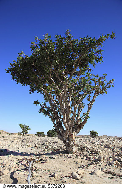 Weihrauchbaum (Boswellia sacra carterii),  Wadi Dawqah,  Wadi Dawkah,  Weihrauchbaumkulturen,  UNESCO Weltkulturerbe,  Dhofar-Region,  Oman,  Arabische Halbinsel,  Naher Osten