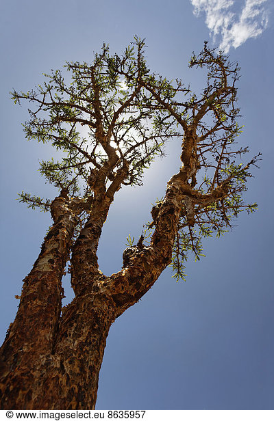 Weihrauchbaum (Boswellia sacra)  Wadi Dawqah oder Dawkah  Region Dhofar  Sultanat von Oman  Arabische Halbinsel