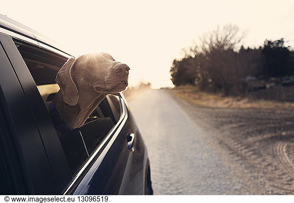 Weimaraner looking through car window on country road