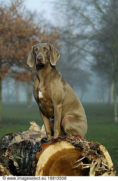 Weimaraner  short-coated  bitch  sitting on a log in an autumnal landscape  FCI Standard No. 99  short-coated  sitting on a log in an autumnal domestic dog (canis lupus familiaris)