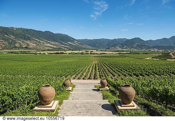 Weinanbau im Weingut Vina Santa Cruz  Santa Cruz  Tal von Colchagua  Chile  Südamerika
