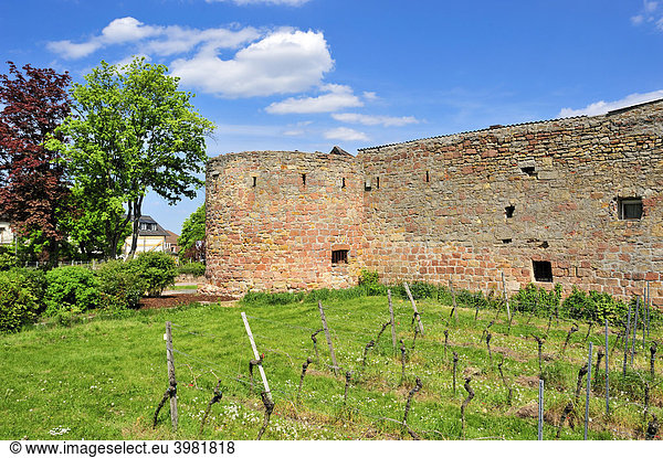 Weinanbau mit Alte Stadtmauer am Stadtmauerrundweg  Wachenheim  Naturpark Pfälzerwald  Pfalz  Rheinland-Pfalz  Deutschland  Europa