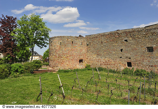 Weinanbau mit Alte Stadtmauer am Stadtmauerrundweg  Wachenheim  Naturpark Pfälzerwald  Pfalz  Rheinland-Pfalz  Deutschland  Europa