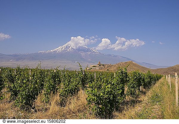 Weinbau  Kloster Chor Virap und Berg Ararat  Provinz Ararat  Armenien  Asien