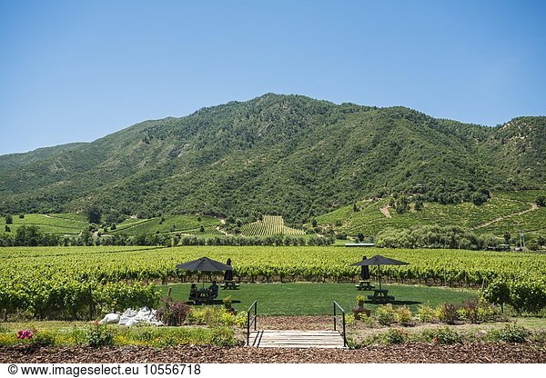 Weinberg im Weingut Vina Montes  Santa Cruz  Tal von Colchagua  Chile  Südamerika