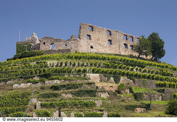 Weinberg mit Ruine der Burg Staufen  Staufen im Breisgau  Schwarzwald  Baden-Württemberg  Deutschland  Europa