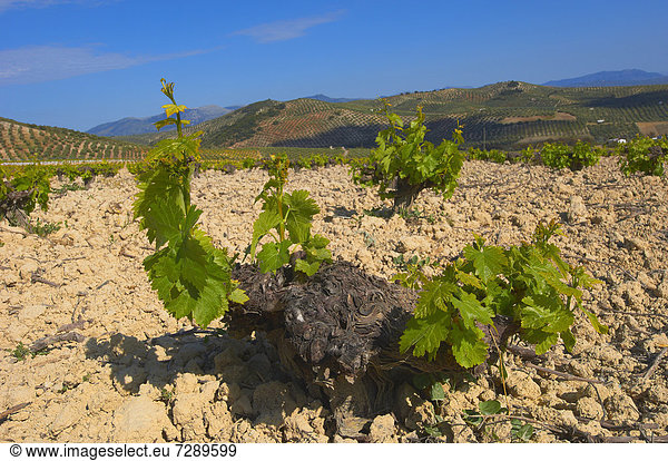 Weinberg  Montilla  Montilla-Moriles Weinbaugebiet  Provinz Cordoba  Andalusien  Spanien  Europa